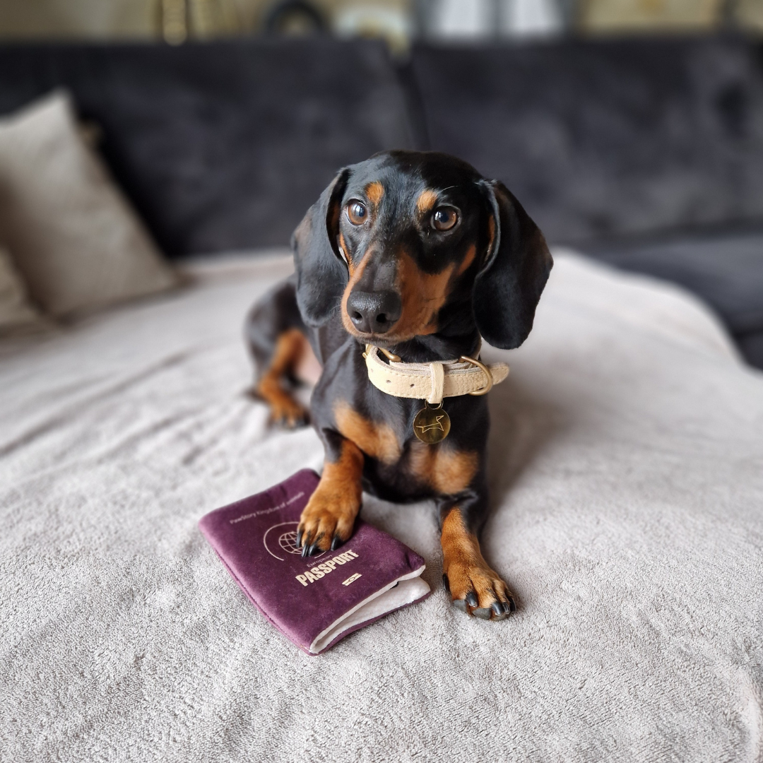 Plüsch-"Pawsport Reisepass", knistert | Hundespielzeug