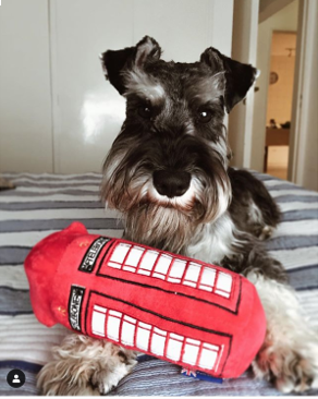 Britisches Hundespielzeug "Telebone" mit Quietscher | Hundespielzeug